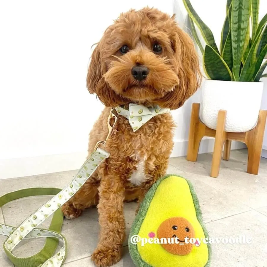 Avocado Bowtie Unbreakable Collar™ & Leash Set