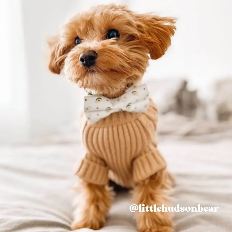 Avocado Bowtie Unbreakable Collar™ & Leash Set